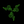 Razer