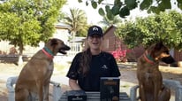 Learn How To Properly Assemble And Use The 2025 Dog Training Collar