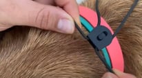 E COLLAR TRAINING YOUR DOG? Get To Know The SPARK K9 Bungee E Collar !