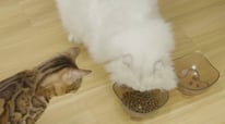 WOPET Automatic Cat Feeder with Dual Bowls - Designed for 2 Cats!