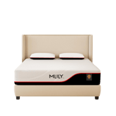 MLILY Dream
