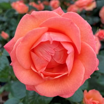 All About World of Roses