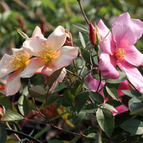 Harkness Roses Troubleshooting