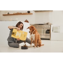 Sundays for Dogs Guide