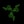Razer