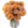 Rose Farmers