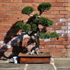 Yorkshire Bonsai