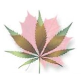 Cannabis Seed+Direct coupon codes