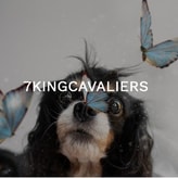 7KINGCAVALIERS coupon codes