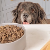 Best Organic Pet Food Brands Review