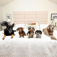 Big Mattress Co. Review