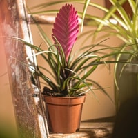 Carbeth Plants Review