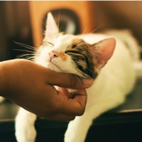 Maven Pet Review 