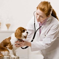 Canada Pet Care Review 