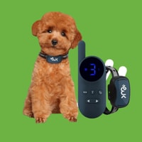 Wiggle Kingdom Review 