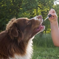Pet Wellness Direct Review 