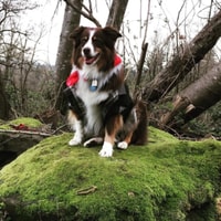 EntirelyPets Pharmacy Review