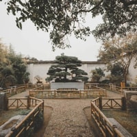 Yorkshire Bonsai Review 