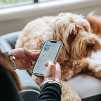 Dog Cloud Review