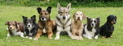 TrainPetDog.com