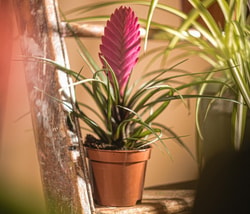 Carbeth Plants