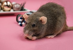 DIYPestControl.com