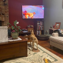 DOGTV