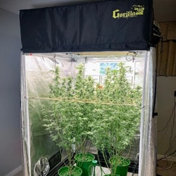 Gorilla Grow Tent