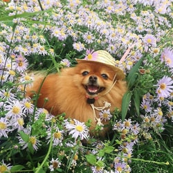 HealthyPets