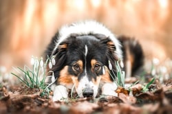 Heartland Veterinary Supply