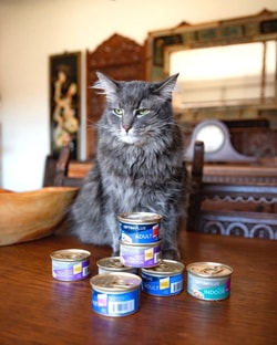 Pet Supplies Plus