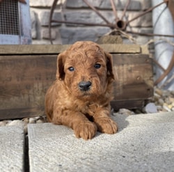 PuppySpot