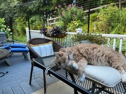 Purrfect Fence