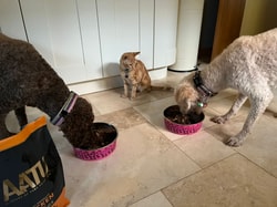 AATU Pet Food