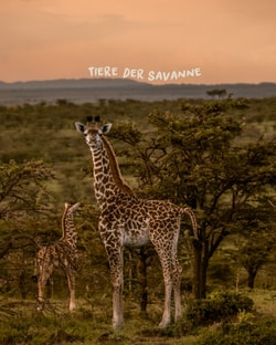 Afrika Safari Urlaub