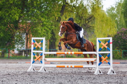AHIPOS Horses