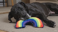American Dog