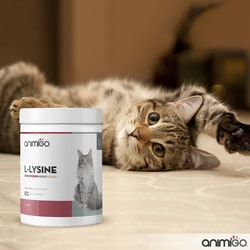 Animigo