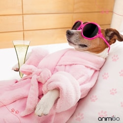Animigo