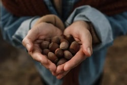 Anuts.com