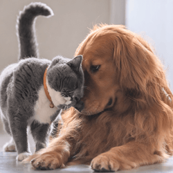 Argos Pet Insurance