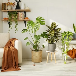 BE. GREEN