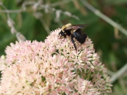 Best Bee Brothers