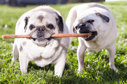 Best Bully Sticks