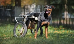 Best Friend Mobility