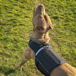 Bestia Dog Sport