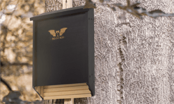 Big Bat Box