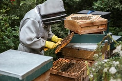 BioBees
