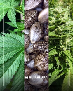 Blimburn Seeds