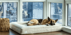 Bluewater Dog